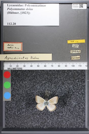 Media type: image;   Entomology 54539